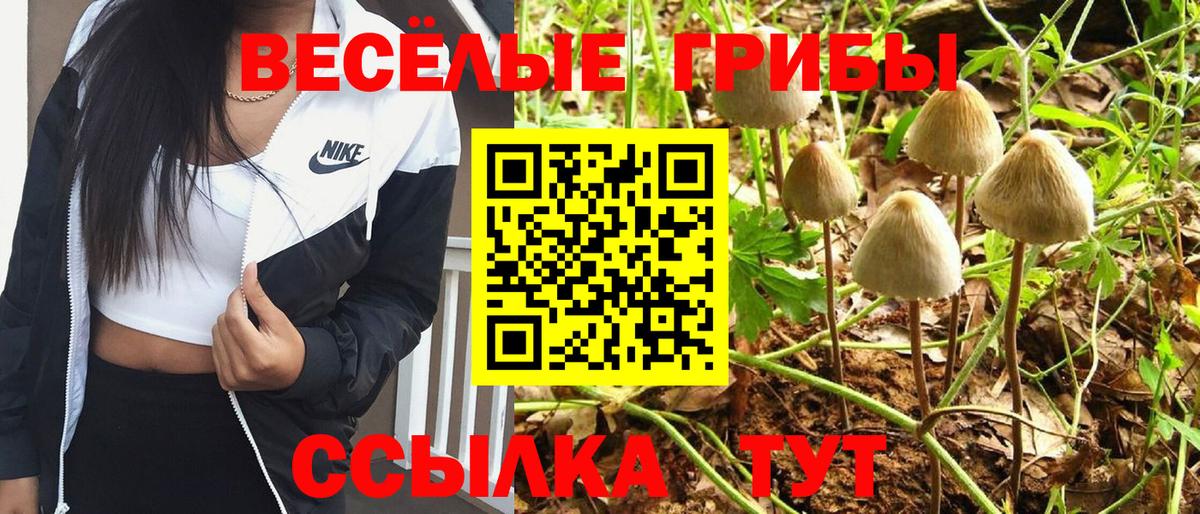 Новокубанск  Псилоцибиновые грибы Psilocybine cubensis  Вход с VPN 